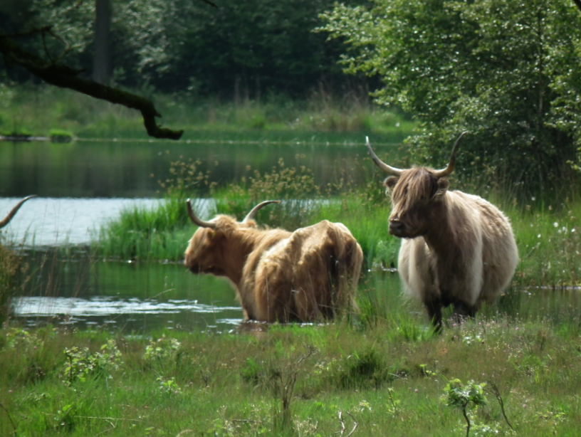 Koeien minicamping Drenthe
